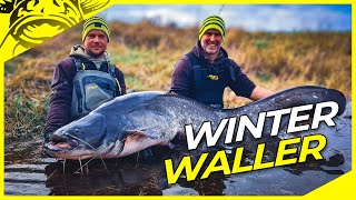 XXL WINTER WALLER am Fluss  FREESTYLE Welsangeln an der Elbe in Deutschland  Riesenwels [upl. by Engamrahc]