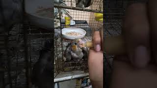 Cockatiel ko hand feeding kase kare cockatielbird handfeedingbirds handfeed tamed [upl. by Armillda]