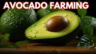 Avocado Farming Business Plan  How to Grow Avocado Step by Step  Avocado Fruit Cultivation Tips [upl. by Ayama]