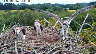 Poole Harbour Osprey 5R2 fledging 14th July 2024 [upl. by Lyrrehs]