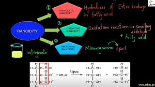 Rancidity and Lipid Peroxidation [upl. by Ashlan]