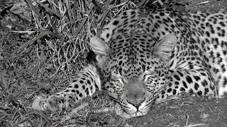 A Tribute to Sandile  Iconic Leopard of Shamwari Game Reserve [upl. by Bat]