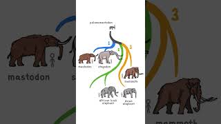 Lets Categorise Elephants [upl. by Anatnom359]