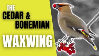 Cedar and Bohemian Waxwings  The Peaceable Flock Birds [upl. by Gonzalo192]