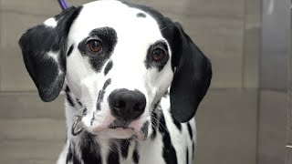 The truth about Dalmatians  Beautiful dog breed [upl. by Aneehsyt55]