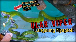 UNBOXING VIPER SUMATRA TRIMERESURUS PARIAS CALAMITAS BERBISA TINGGI HEMOTOXIN [upl. by Jacynth167]