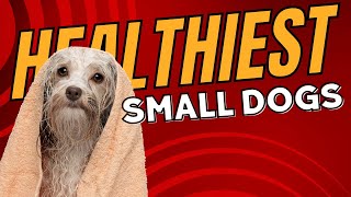 Top 10 Healthy Small Dog Breeds for Long and Happy Lives  Dogs 101 [upl. by Asfah]