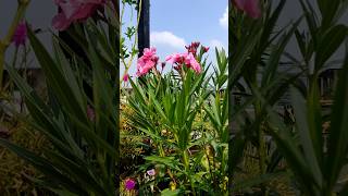 💞🥰Beautiful flower kannergardeningvideoviralflowersyoutubeshortsvideo🌺💐🌸💚💚❤😊🙏🙏 [upl. by Dominick185]