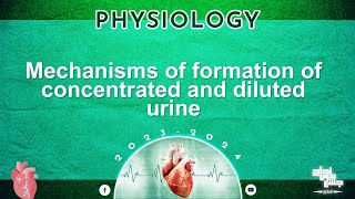 L6Mechanism of formation of concentrated and diluted urine Physiology [upl. by Philippe]