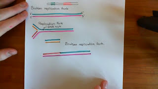 Homologous Recombination for Replication Fork Reactivation Part 1 [upl. by Kho]