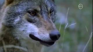 Les loups des montagnes DOC FRENCH [upl. by Divadnahtanoj785]