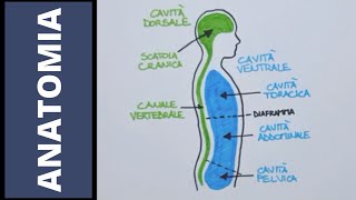 Tessuti organi apparati e sistemi [upl. by Archibaldo792]