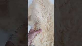 Sheepskin Rug Shearling Leather Hide  Natural Curly Lambskin with Wool [upl. by Karlis]