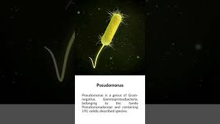 What is Pseudomonas Bacteria [upl. by Tnomal]