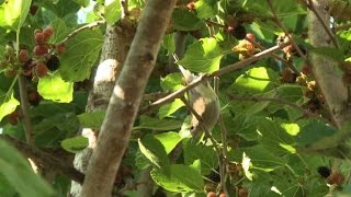 A Chypre le braconnage quotindustrielquot des oiseaux migrateurs [upl. by Ednutey]