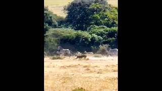 Cheetah 🐆 hunts an Impala 🦌  shorts impala [upl. by Ecallaw]