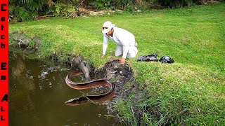 GROUP of INVASIVE FISH WALKED on DRY LAND to DESTROY MY POND [upl. by Rimisac]