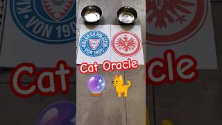 Cat Oracle predicts Holstein Kiel vs Eintracht Frankfurt [upl. by Enajiram29]