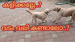 കളിക്കല്ലേ വടം വലി കണ്ടാലോ dog thechottuzvlog50 ALBEESVlogs labrador [upl. by Nairolf]