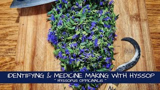 Identifying and Making Medicine with Hyssop [upl. by Eillod]