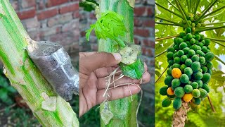 Easy amp fast method for growing papaya plant from grafting  Home gardening method [upl. by Kinzer]