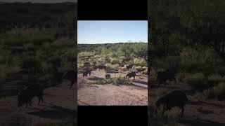 Whats in our yard now desertlife Javelina [upl. by Neall]