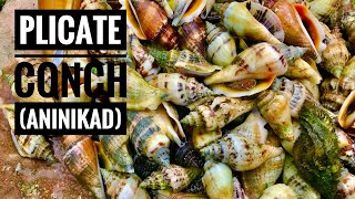 ANINIKAD PLICATE CONCH SHELLS PART 1  CATCH AND COOK  BOHOL PHILIPPINES [upl. by Ayoral]