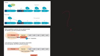 What is Lac Operon and Trp Operon What are the difference MCAT Biochemistry [upl. by Anwahsar21]