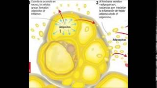 fisiopatologia obesidad [upl. by Crenshaw]