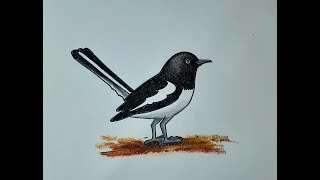 How to draw magpie Magpie drawing step by step Doyel drawing দোয়েলজাতীয় পাখি দোয়েল [upl. by Attezi]