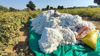 Dayalpura village Cotton Farming 🌿  Village Life 🥰 [upl. by Freiman]