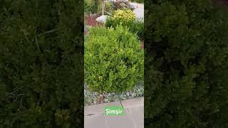 AĞAÇLARIMIZ4 Şimşir Buxus sempervirens [upl. by Refinney]