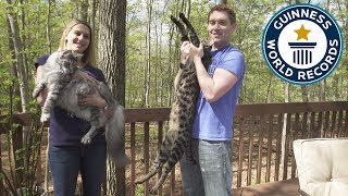 Guiness World Record  Worlds Fattest Cat  2012 [upl. by Enahpad418]