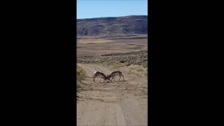 Wyoming pronghorn antelope bucks fight zornes 2017 [upl. by Aneelas]