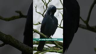 Jackdaw identification  Calls and Features  Bird Sounds shorts [upl. by Nosnehpets731]