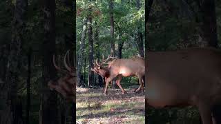 Bugle Eight Times over the last few weeks by my favorite elk bull wildlife elk video [upl. by Ireva318]