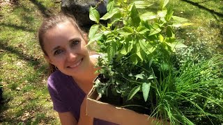 Planting a Permaculture Elderberry Guild  See My Plant and Herb Haul from the Local Nursery [upl. by Nima997]