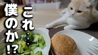 初めてハンバーガーを見た猫の行動に唖然としました [upl. by Hege]