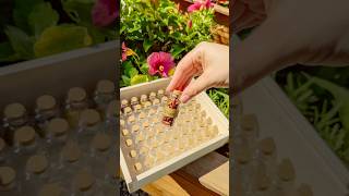 Seed Saving Made Simple  Saving Your Garden Seeds To Plant Next Year seedsaving seeds gardentips [upl. by Joshua]