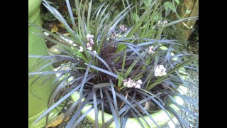 Evergreen Black Mondo Grass in bloom [upl. by Neehs446]