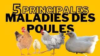 Maladies de poules que vous devez connaître [upl. by Yroger]