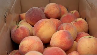 Tree Ripe Peaches  Pearson Farm  Preview [upl. by Labotsirhc783]