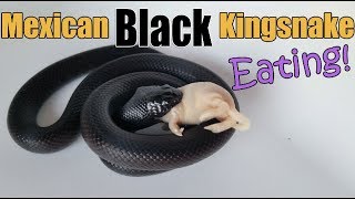 Feed My Pet Friday Mexican Black Kingsnake [upl. by Reyem231]