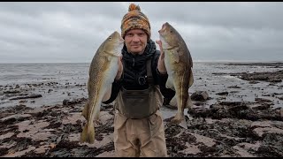 North East Rough Ground Cod Fishing  Catching COD in Daylight  Northumberland [upl. by Yecaw]