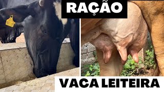 MUITO LEITE MELHOR RAÇÃO PARA VACA LEITEIRA FÁCIL Simples e BARATA Você vai se surpreender Moab [upl. by Nuahsyt]