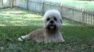 Dogs 101 Dandie Dinmont Terrier [upl. by Elie]