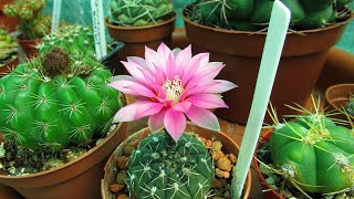 Gymnocalycium ragonesei x baldianum Cactus Plant in Flower [upl. by Neumeyer]