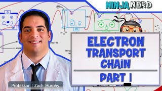 Metabolism  Electron Transport Chain DETAILED  Part 1 [upl. by Sothena]