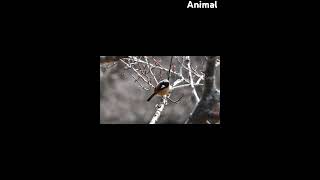 bird daurian redstart in forest winter session from temperate Asia adventures animal nuture [upl. by Quintina777]