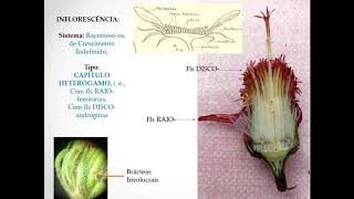 Dissecção Flor de Compositae Asteraceae [upl. by Shiff]